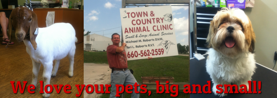 town & country animal clinic